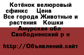 Котёнок велюровый сфинкс. › Цена ­ 15 000 - Все города Животные и растения » Кошки   . Амурская обл.,Свободненский р-н